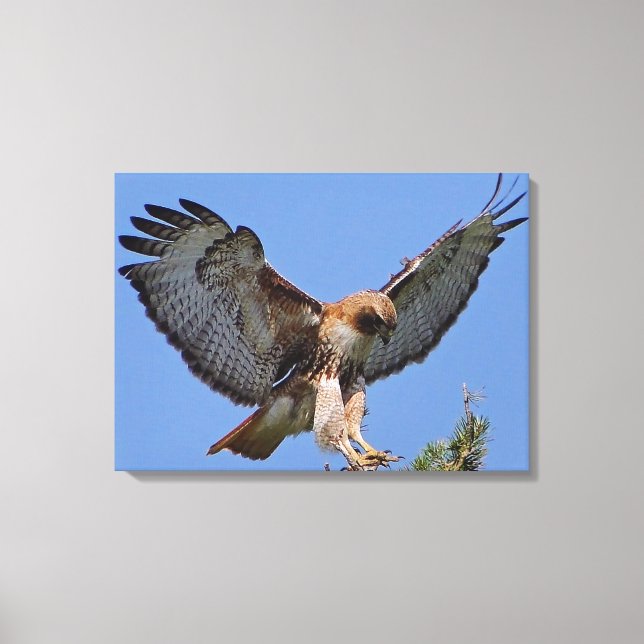 Red-tailed Hawk Soft Landing Stretch Canvas Print (Front)