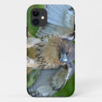 Red-tailed Hawk Spread Wings