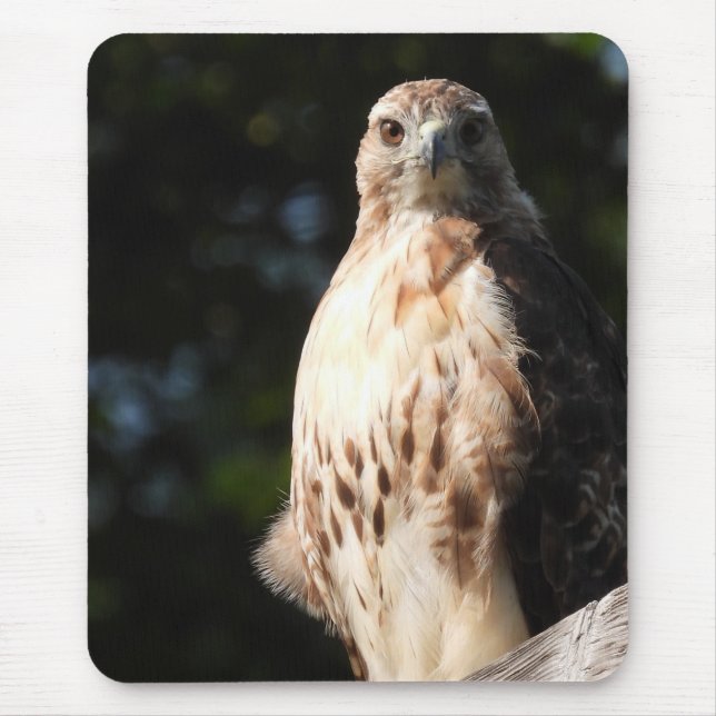 Red Tailed Hawk Stare Down Mouse Mat (Front)