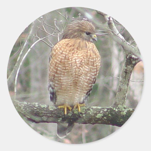 Red Tailed Hawk Stickers (Front)
