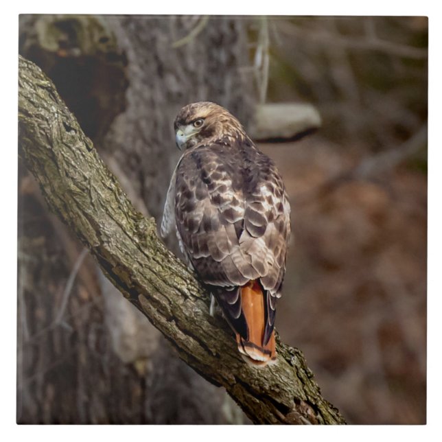 Red-Tailed Hawk Tile (Front)