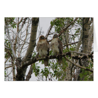 Red-Tailed Hawks