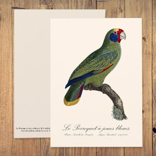 Red-Tailed Parrot Amazon, Amazona Brasiliensis Thank You Card