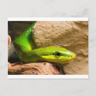 Red Tailed Racer Postcard