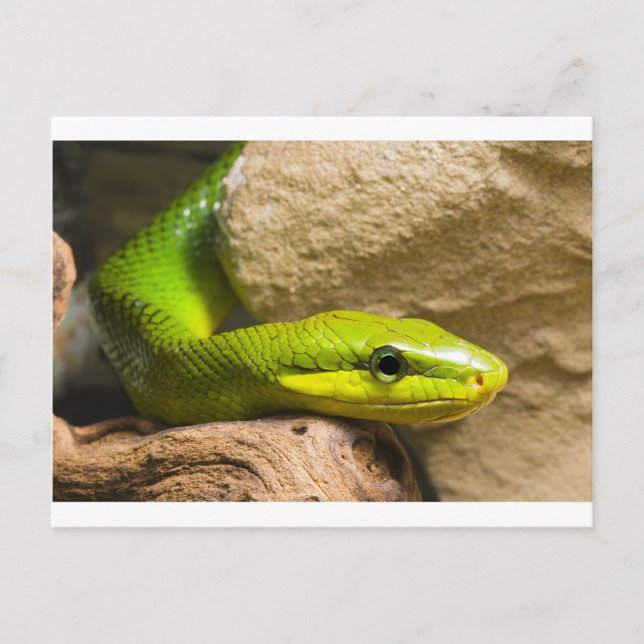 Red Tailed Racer Postcard (Front)