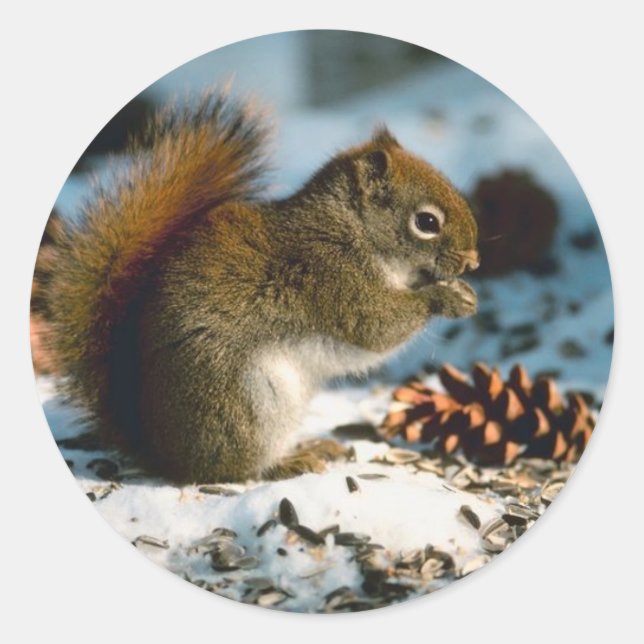 Red Tailed Squirrel Classic Round Sticker (Front)