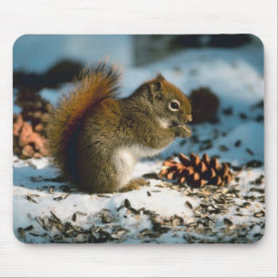 Red Tailed Squirrel Mouse Mat