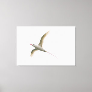 Red-tailed Tropicbird Canvas Print