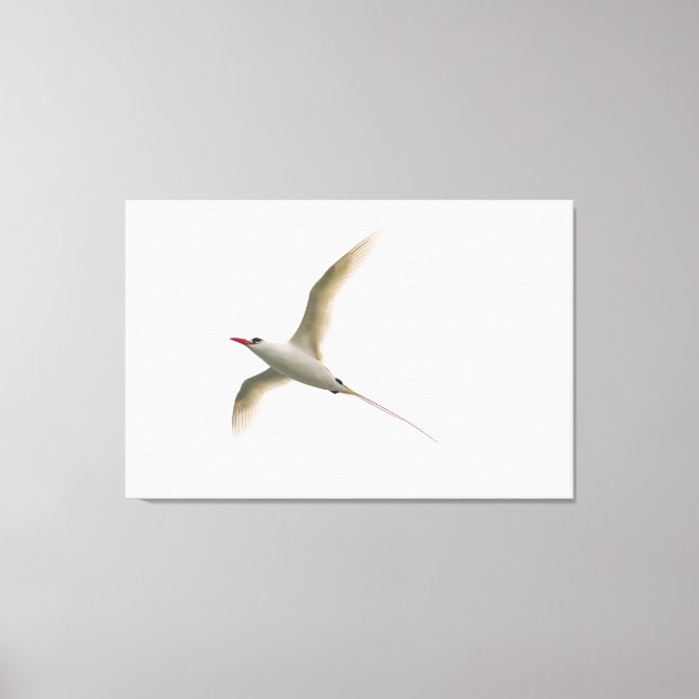 Red-tailed Tropicbird Canvas Print (Front)