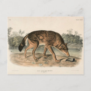 Red Texan Wolf (Canis lupus) of North America Postcard
