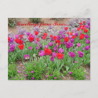 RED TeXaS Greetings Postcard
