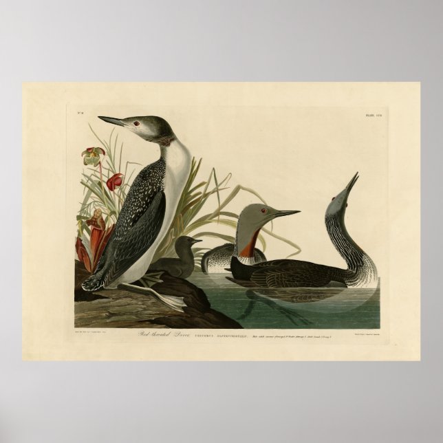 Red-Throated Diver (Loon) Audubon Birds of America Poster (Front)