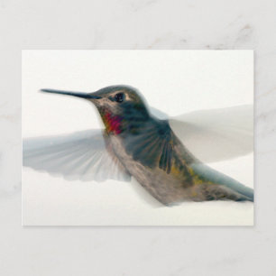 Red-Throated Hummingbird Postcard