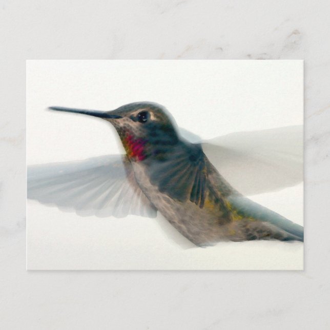 Red-Throated Hummingbird Postcard (Front)