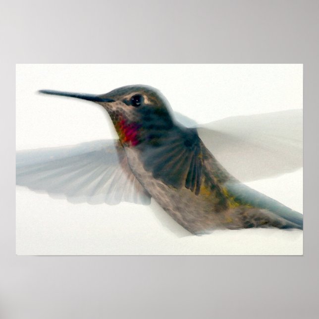 Red-Throated Hummingbird Poster (Front)