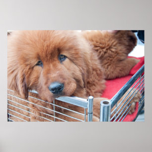 Red Tibetan Mastiff Poster