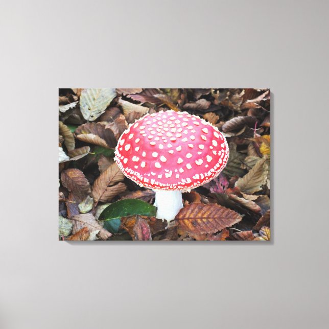 Red toadstool, Amanita muscaria Canvas Print (Front)