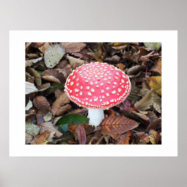 Red toadstool, Amanita muscaria Poster (Front)