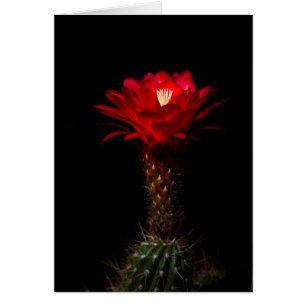 Red torch cactus flower