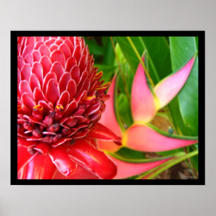 Red Torch Ginger Heliconia Flowers Posters