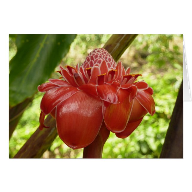 Red Torch Ginger Tropical Flower Photography (Front Horizontal)