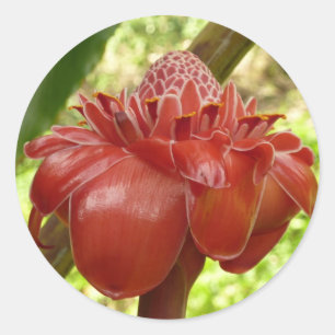 Red Torch Ginger Tropical Flower Photography Classic Round Sticker