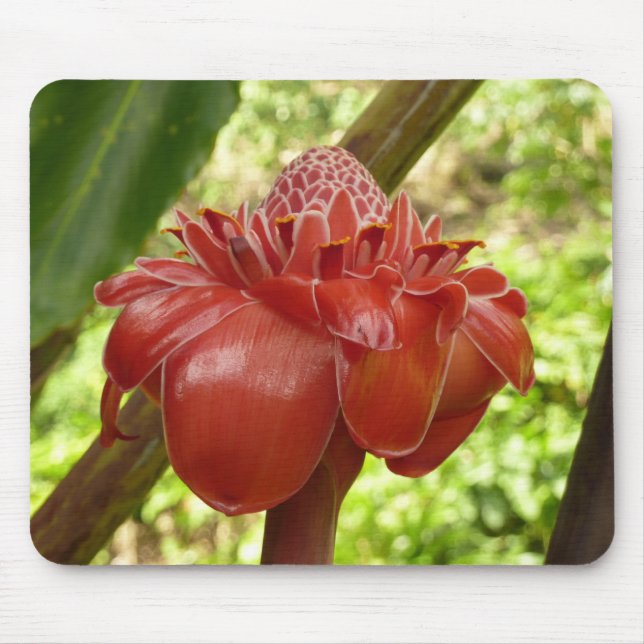 Red Torch Ginger Tropical Flower Photography Mouse Mat (Front)