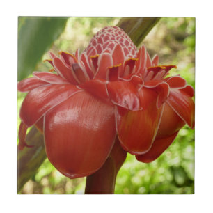 Red Torch Ginger Tropical Flower Photography Tile