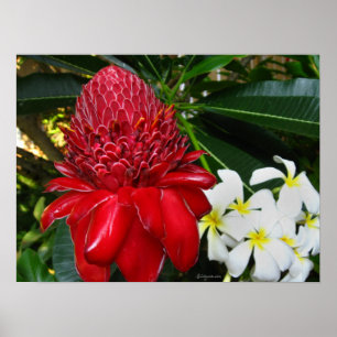 Red Torch Ginger White Plumaria Flowers Posters
