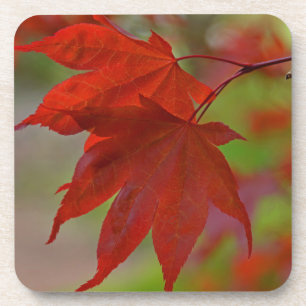 Red Tree Leaves Coaster