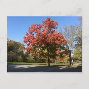 Red Tree Postcard
