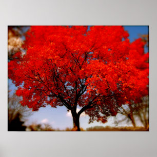 Red Tree with Clouds Poster