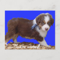 Red Tri Aussie Puppy