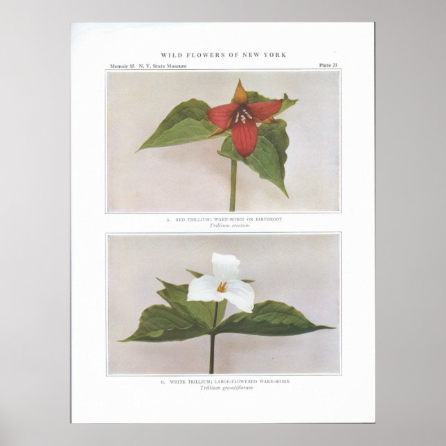 Red Trillium; Wake-Robin or Birthroot Poster (Front)