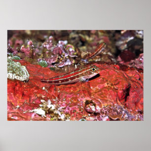 Red Triplefin Poster
