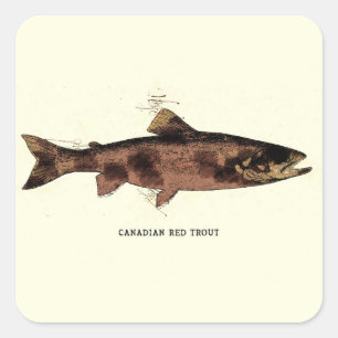 Red Trout Quebec Vintage Art for Anglers Fisherman Square Sticker