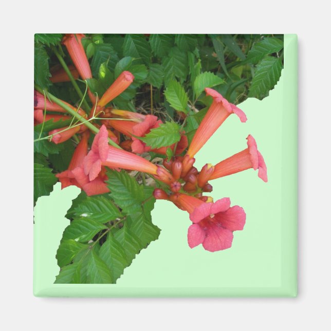 Red Trumpet Vine Magnet (Front)