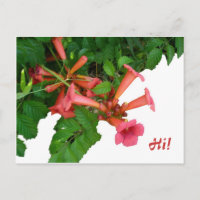 Red Trumpet Vine