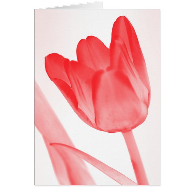 red tulip (Front)