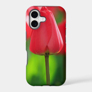 Red Tulip