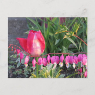Red Tulip And Pink Bleeding Heart Flowers Postcard