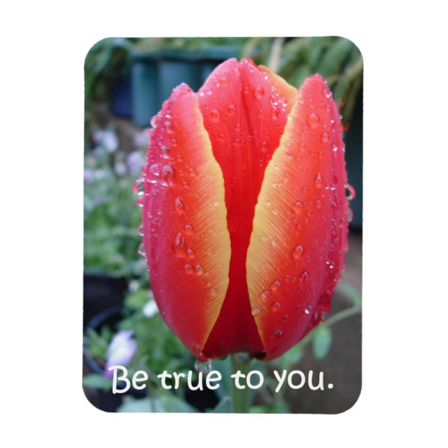 Red Tulip and Raindrops floral Be True To You Magnet (Vertical)