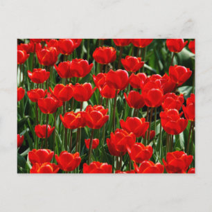 Red Tulip and Rose Floral Flowers Photography Holiday Postcard