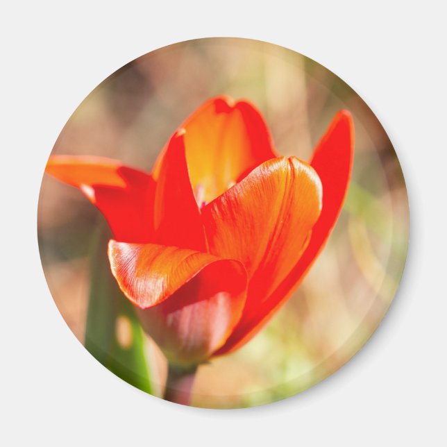 Red Tulip Blossom Magnet (Front)