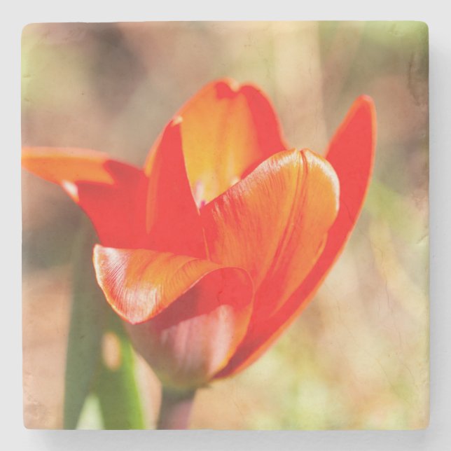 Red Tulip Blossom Stone Coaster (Front)