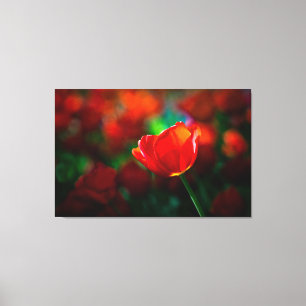 Red tulip canvas print
