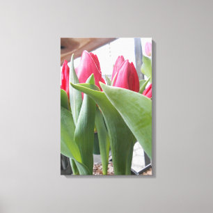 Red Tulip Canvas Print
