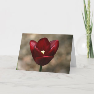 Red Tulip Card