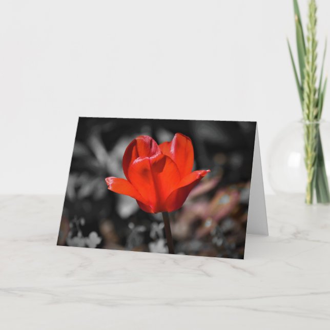 Red Tulip, card (Front)