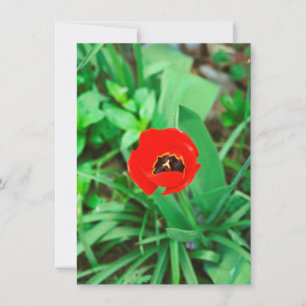 Red tulip card